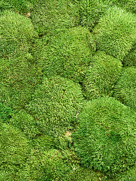 Стабилизированный мох Ball moss natural (bulk = примерно. 0.5 m²)