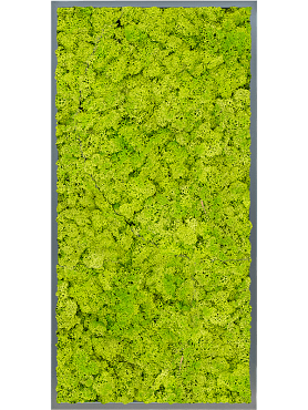 Картина из мха mdf ral 7016 satin gloss 100% reindeer moss (spring green)