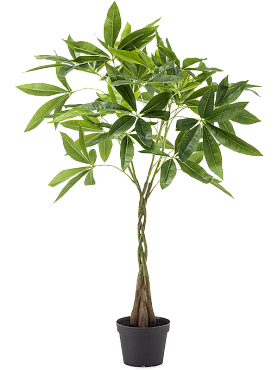 Pachira tree