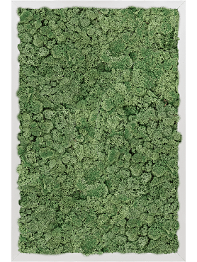 Картина из мха aluminum 100% reindeer moss (moss green)