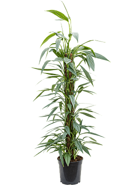 Philodendron 'exotica' on moss-pole