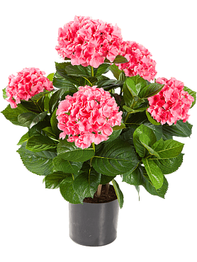 Hydrangea bush pink