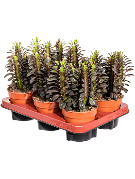 Euphorbia trigona 'rubra' 6/tray branched