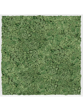 Картина из мха mdf ral 9010 satin gloss 100% reindeer moss (moss green)