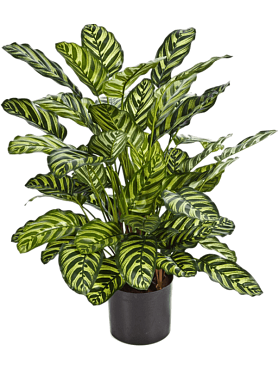 Calathea bush (65 lvs.)