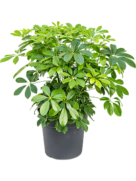Schefflera arboricola 'compacta' bush