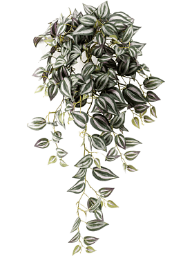 Tradescantia hanging bush grey (206 lvs.)