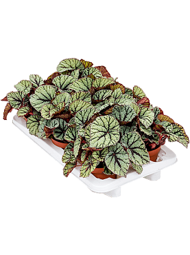 Begonia 'fedor' 6/tray