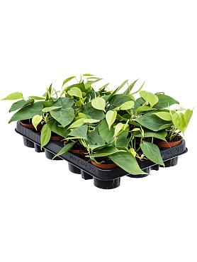 Philodendron scandens 12/tray hanger