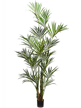 Kentia bush