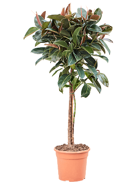 Ficus elastica 'melany‘ 3-stem