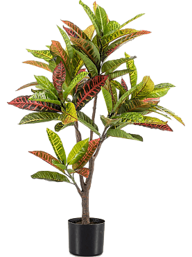 Croton branched (97 lvs.)