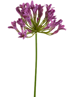 Agapanthus purple
