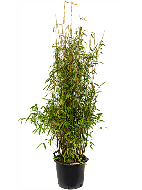 Fargesia murieliae 'jumbo' bush