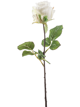 Rose femke white