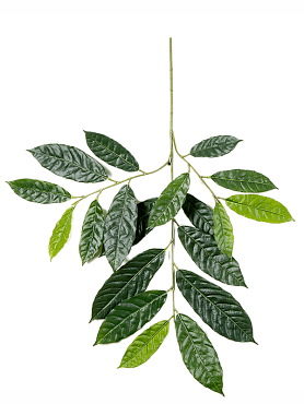 Cacao bush (19 lvs.)