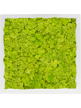 Картина из мха mdf ral 9010 satin gloss 100% reindeer moss (spring green)