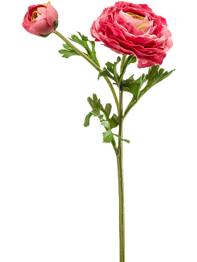 Ranunculus rt pink