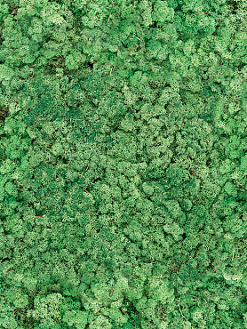 Стабилизированный мох Reindeer moss grass green (bulk примерно. 0,45 m²)