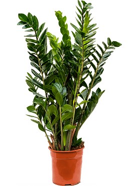 Zamioculcas zamiifolia tuft
