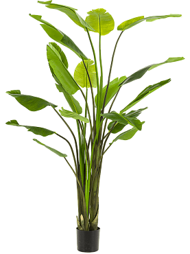 Strelitzia nicolai tuft (18 lvs.)