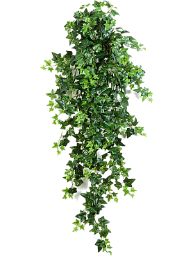 Ivy hanging bush (18x)