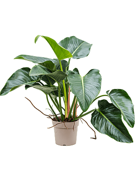 Philodendron 'green beauty' bush