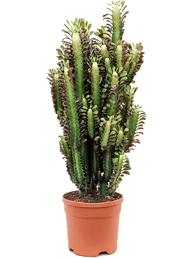 Euphorbia trigona 'rubra' branched