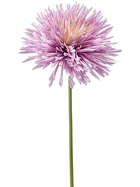 Chrysanthemum lilac