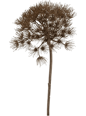 Heracleum branch grey
