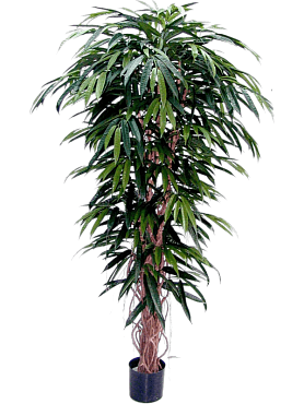 Longifolia branched