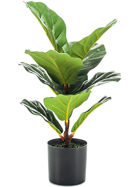 Ficus lyrata branched (10 lvs.)