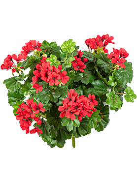 Geranium cascade bush red