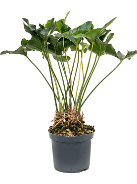 Anthurium 'arrow' bush
