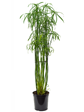 Cyperus alternifolius 'glaber tuft