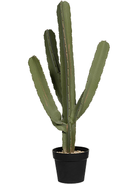 Cactus cereus tuft