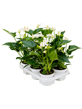 Anthurium andraeanum 'white champion' 6/tray white