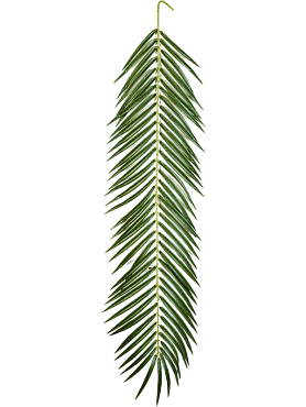 Phoenix leaf
