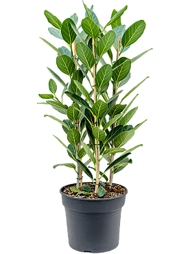 Ficus benghalensis 'audrey' tuft