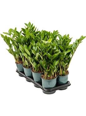 Zamioculcas zamiifolia 8/tray tuft