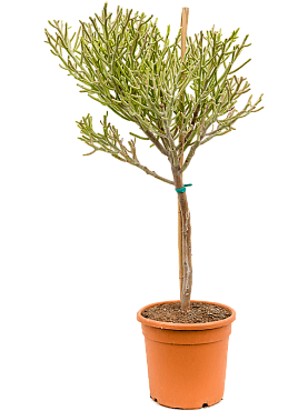 Euphorbia fiherenensis branched