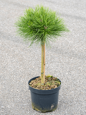 Pinus 'marie bregeon' stem