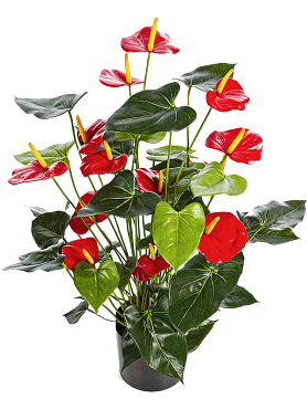 Anthurium bush red