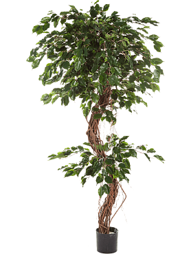 Ficus exotica corkscrew