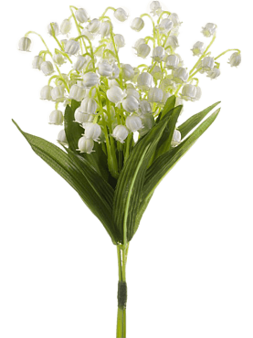 Lily of valley white