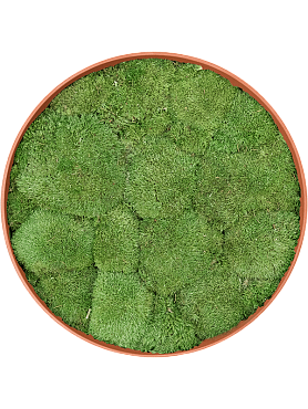 Картина из мха refined canyon orange 100% ball moss