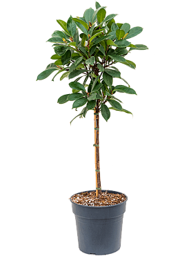 Ficus cyathistipula stem