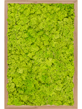Картина из мха bamboo 100% reindeer moss (spring green)