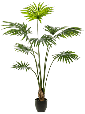 Palm livistona tuft (8 lvs.)