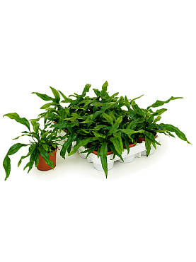 Microsorum diversifolium 12/tray